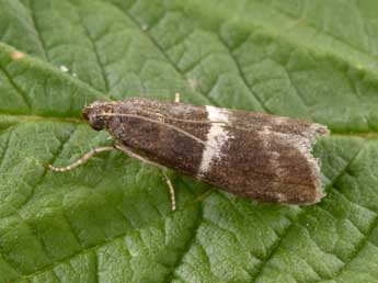 Elegia similella Zck. adulte - �Philippe Mothiron