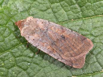 Protolampra sobrina Dup. adulte - �Philippe Mothiron