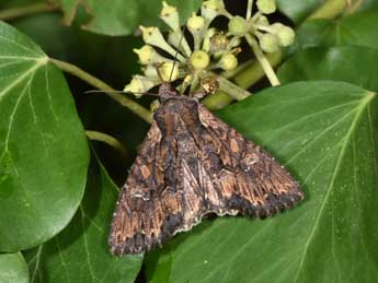 Mniotype solieri Bsdv. adulte - �Philippe Mothiron