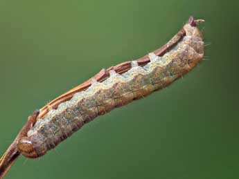  Chenille de Xestia speciosa Hb. - �Kimmo Silvonen