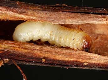  Chenille de Synanthedon spheciformis D. & S. - �Jeroen Voogd