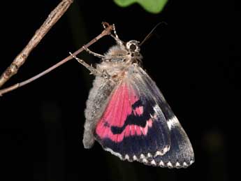 Catocala sponsa L. adulte - �Philippe Mothiron