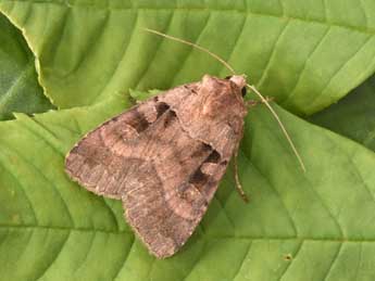 Xestia stigmatica Hb. adulte - �Philippe Mothiron