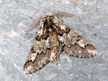 Biston strataria Hfn. adulte - �Philippe Mothiron