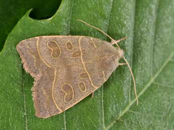 Ipimorpha subtusa D. & S. adulte - �Philippe Mothiron