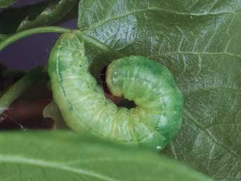  Chenille de Ipimorpha subtusa D. & S. - �Kimmo Silvonen