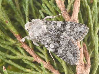 Antitype suda Gey. adulte - �Philippe Mothiron