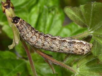  Chenille de Tiliacea sulphurago D. & S. - �Philippe Mothiron