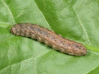  Chenille de Hoplodrina superstes O. - �Philippe Mothiron