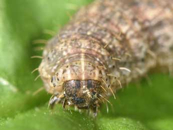  Chenille de Hoplodrina superstes O. - �Philippe Mothiron