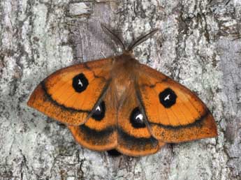 Aglia tau L. adulte - �Philippe Mothiron