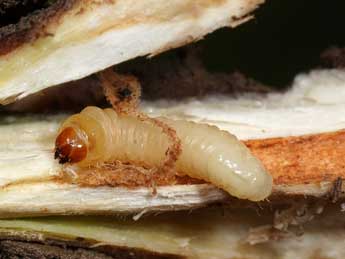  Chenille de Chamaesphecia tenthrediniformis D. & S. - �Jeroen Voogd