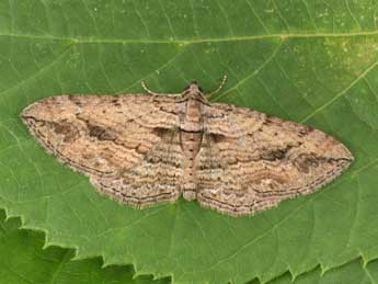 Horisme tersata D. & S. adulte - �Philippe Mothiron