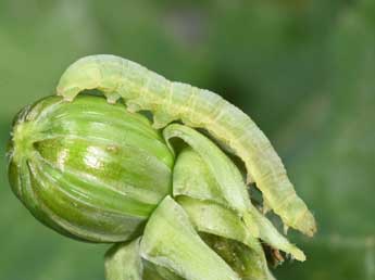  Chenille de Amphipyra tetra F. - �Philippe Mothiron