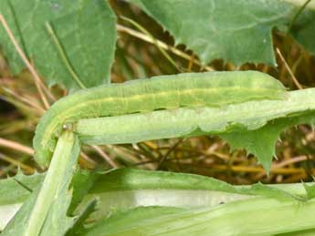  Chenille de Amphipyra tetra F. - �Philippe Mothiron