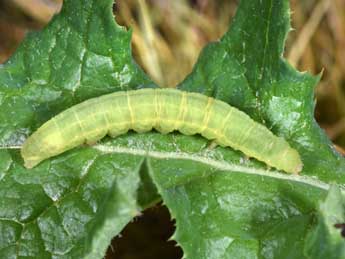  Chenille de Amphipyra tetra F. - �Philippe Mothiron