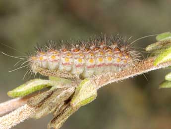  Chenille de Nola thymula Mill. - �Wolfgang Wagner, www.pyrgus.de