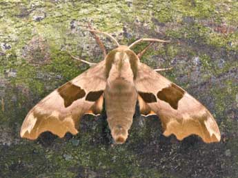 Mimas tiliae L. adulte - �Philippe Mothiron