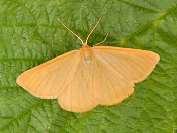 Crocota tinctaria Hb. adulte - �Philippe Mothiron