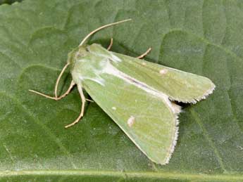 Calamia tridens Hfn. adulte - �Philippe Mothiron