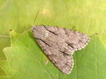Acronicta tridens D. & S. adulte - �Philippe Mothiron