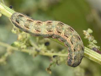  Chenille de Anarta trifolii Hfn. - �Philippe Mothiron