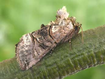 Abrostola tripartita Hfn. adulte - �Philippe Mothiron