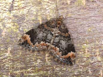 Dysstroma truncata Hfn. adulte - �Philippe Mothiron