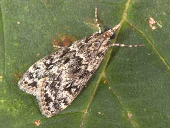 Eudonia truncicolella Stt. adulte - �Philippe Mothiron