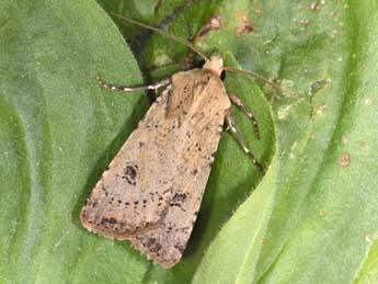 Agrotis trux Hb. adulte - �Philippe Mothiron