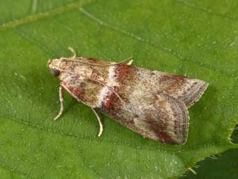 Acrobasis tumidana D. & S. adulte - �Philippe Mothiron