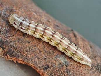  Chenille de Merulempista turturella Z. - �Friedmar Graf