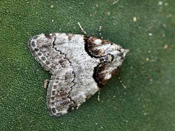 Nola tutulella Zerny adulte - �Daniel Morel