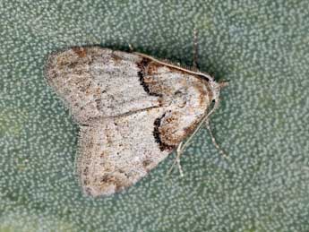 Nola tutulella Zerny adulte - �Daniel Morel