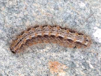 Chenille de Indalia uniola Rbr - �Wolfgang Wagner, www.pyrgus.de