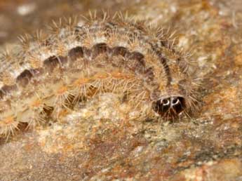  Chenille de Indalia uniola Rbr - �Wolfgang Wagner, www.pyrgus.de