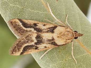 Palepicorsia ustrinalis Christoph adulte - �Friedmar Graf