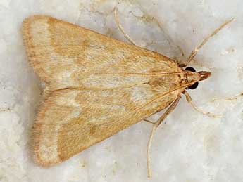 Palepicorsia ustrinalis Christoph adulte - �Friedmar Graf