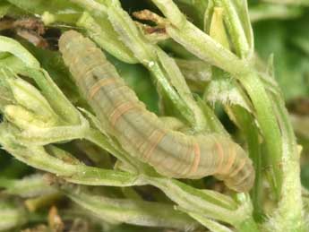  Chenille de Chloroclystis v-ata Hw. - �Philippe Mothiron