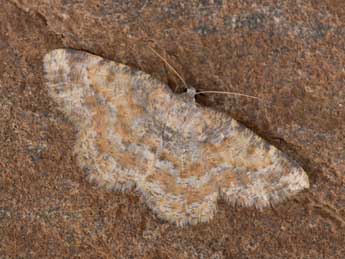 Charissa variegata Dup. adulte - �Philippe Mothiron