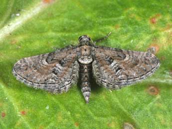 Eupithecia variostrigata Alph. adulte - �Philippe Mothiron