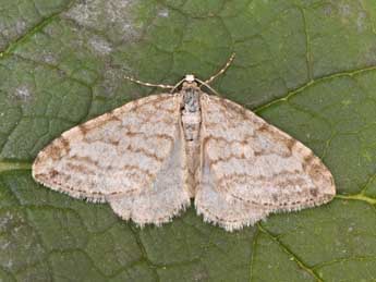 Mesotype verberata Scop. adulte - �Philippe Mothiron
