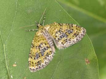 Acasis viretata Hb. adulte - �Philippe Mothiron