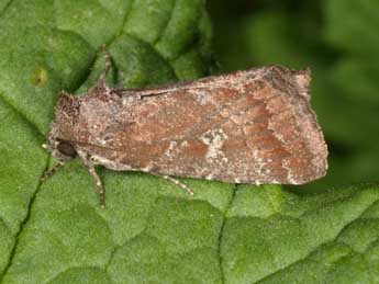 Condica viscosa Frr adulte - �Wolfgang Wagner, www.pyrgus.de