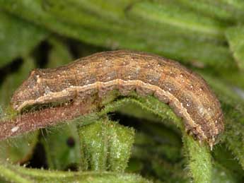  Chenille de Condica viscosa Frr - �Wolfgang Wagner, www.pyrgus.de