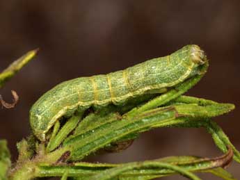  Chenille de Condica viscosa Frr - �Paolo Mazzei