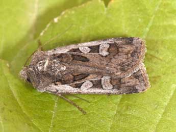 Euxoa vitta Esp. adulte - �Philippe Mothiron