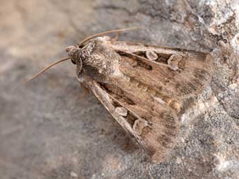 Euxoa vitta Esp. adulte - �Philippe Mothiron