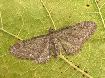 Eupithecia vulgata Hw. adulte - �Philippe Mothiron