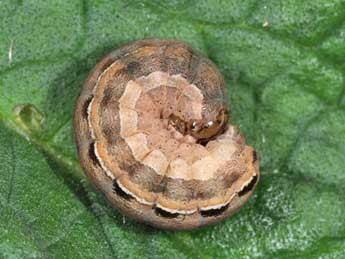  Chenille de Xestia xanthographa D. & S. - �Philippe Mothiron